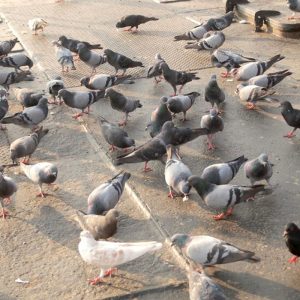 Pigeons