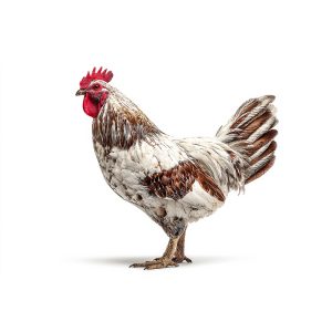Local Chicken