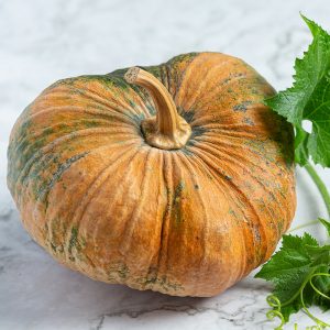 Zucchini