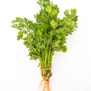 Coriander
